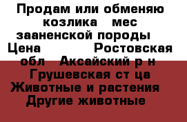 Продам или обменяю козлика 3 мес зааненской породы. › Цена ­ 1 500 - Ростовская обл., Аксайский р-н, Грушевская ст-ца Животные и растения » Другие животные   